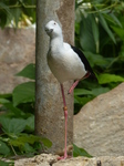 FZ006084 Slimbridge tropical house.jpg